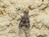 Trypetoptera punctulata